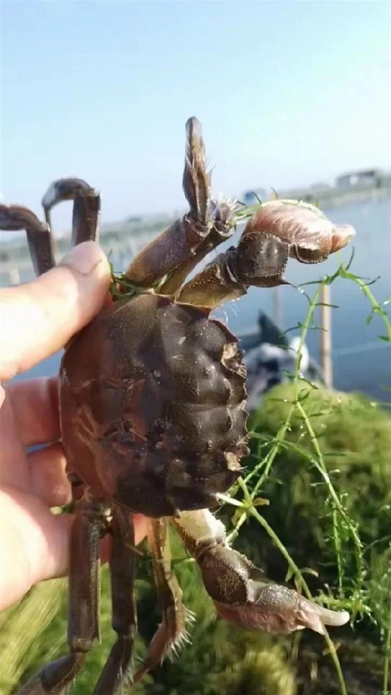 陽澄湖吃大閘蟹哪里好 盤點蘇州陽澄湖吃大閘蟹值得去的幾個地方
